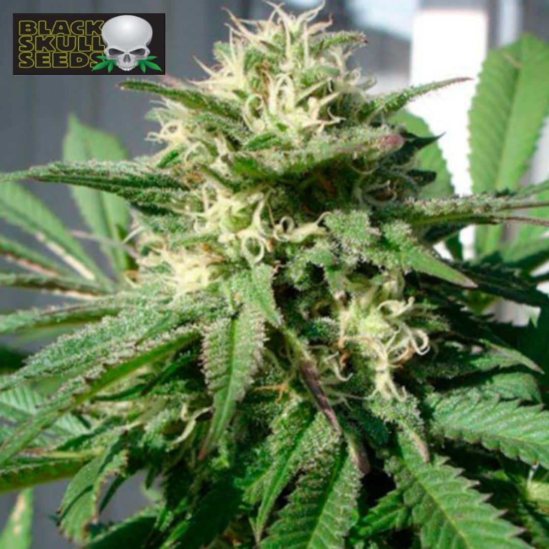 Bubble Bud Cannabisblüte mit weißen Blütenfäden und harzigen grünen Blättern