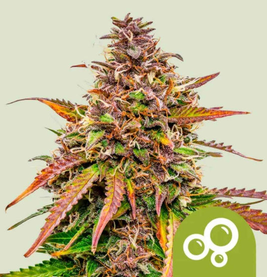 Bubble Kush Auto Blüte mit dichten, violett-grünen Knospen und orangefarbenen Blütenhaaren