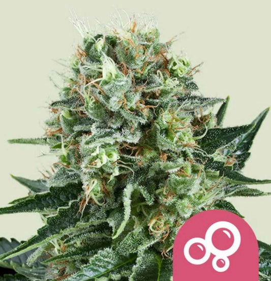 Harzige Bubble Kush Blüte mit orangefarbenen Härchen und dichten Trichomen in Nahaufnahme