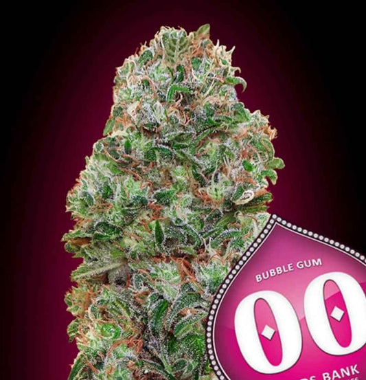 Dichte, harzbedeckte Blüte der Sorte Bubble Gum mit orangefarbenen Blütenhaaren und dunkelgrünen Zuckerblättern.