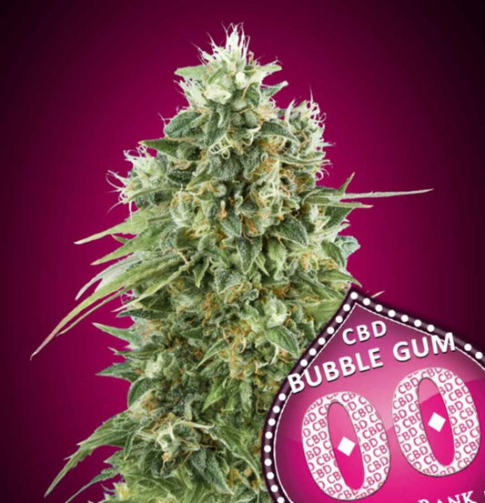 Kompakte Bubble Gum CBD Blüte mit dichten Harzschichten und auffälligen weißen Blütenstempeln.