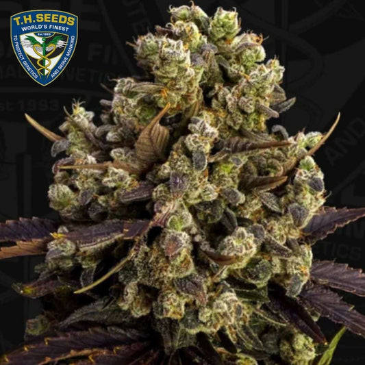 Dichte BubbleDawg Blüte mit violetten Blättern, orangefarbenen Härchen und starkem Harzbesatz