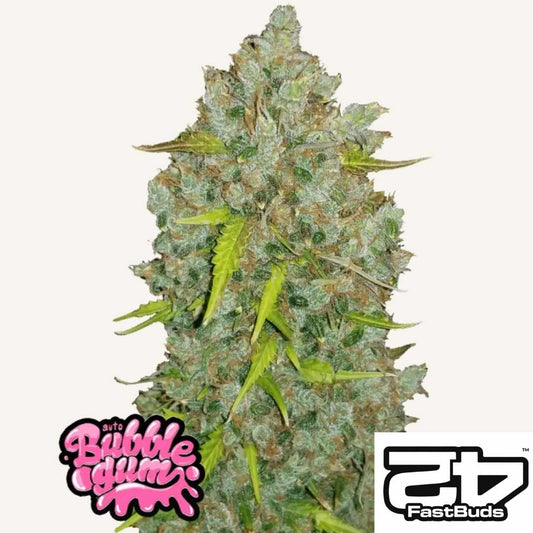 Harzige Bud von BubbleGum Auto mit dichten Blüten und frischen grünen Zuckerblättern