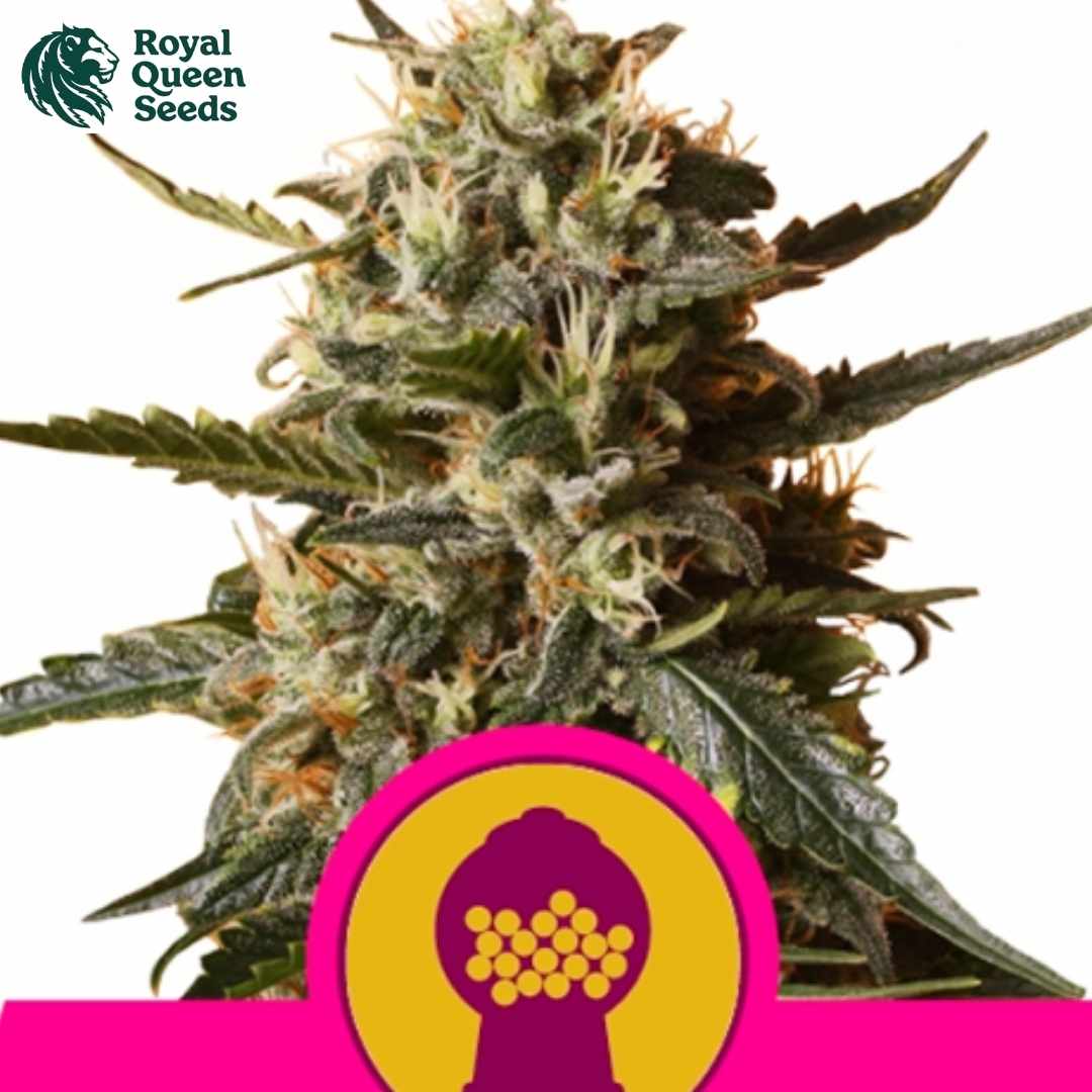 Harzige Bubble Gum XL Cannabisblüte mit dichten Knospen und weißen Blütenfäden