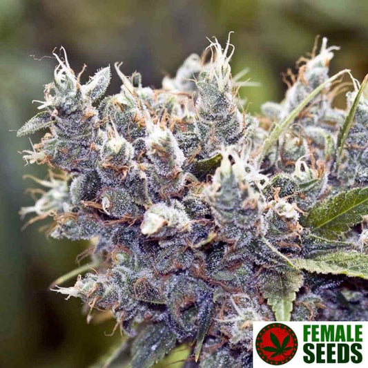 Bubblegummer Blüte mit dichten, harzigen Buds und orangefarbenen Stempeln in voller Reife