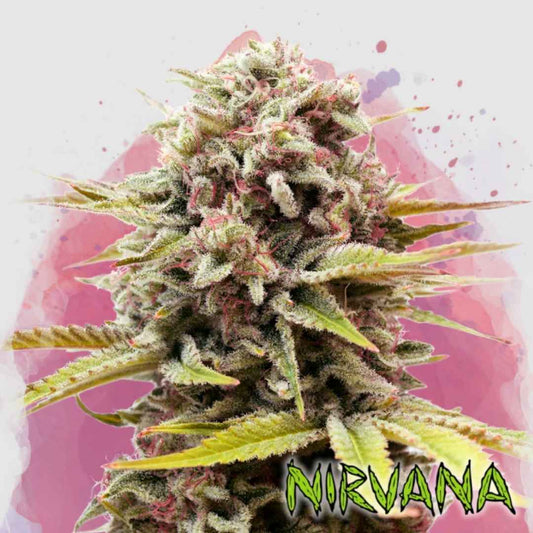 Dichte Bubblelicious Blüte mit harzigen Trichomen und rosafarbenen Blütenstempeln