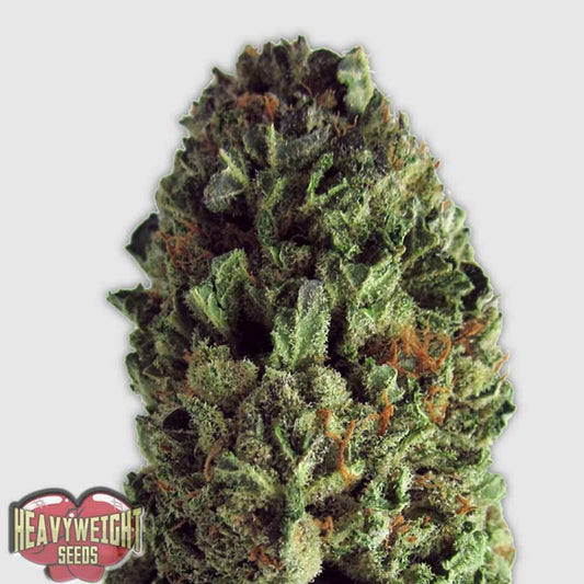 Budzilla Blüte mit dichter Struktur, harzreichen Trichomen und orangefarbenen Pistillen