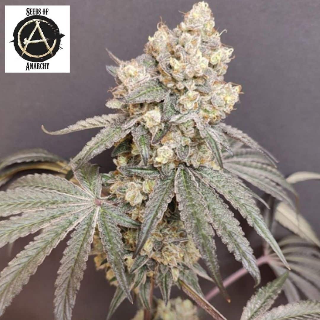 Bullshit Cannabisblüte mit harzigen, kompakten Buds und violett schimmernden Blättern