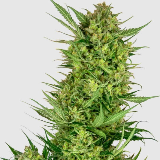 Buttercream Gelato Cannabis-Strain mit dichten, harzigen Blüten und lebendig grünen Blättern.