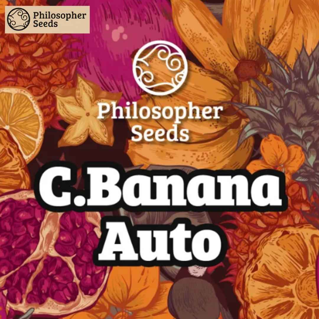 Chiquita Banana Auto Logo von Philosopher Seeds mit Bananen und exotischen Früchten