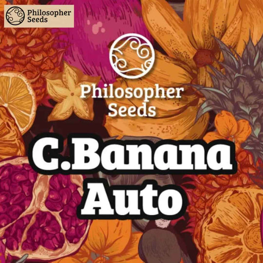 Chiquita Banana Auto Logo von Philosopher Seeds mit Bananen und exotischen Früchten