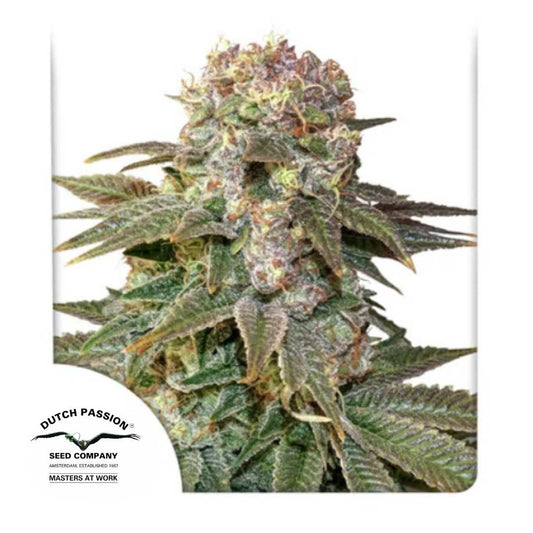 C-Vibez Bud von Dutch Passion mit dichten Harztrichomen und violett-grünen Blättern