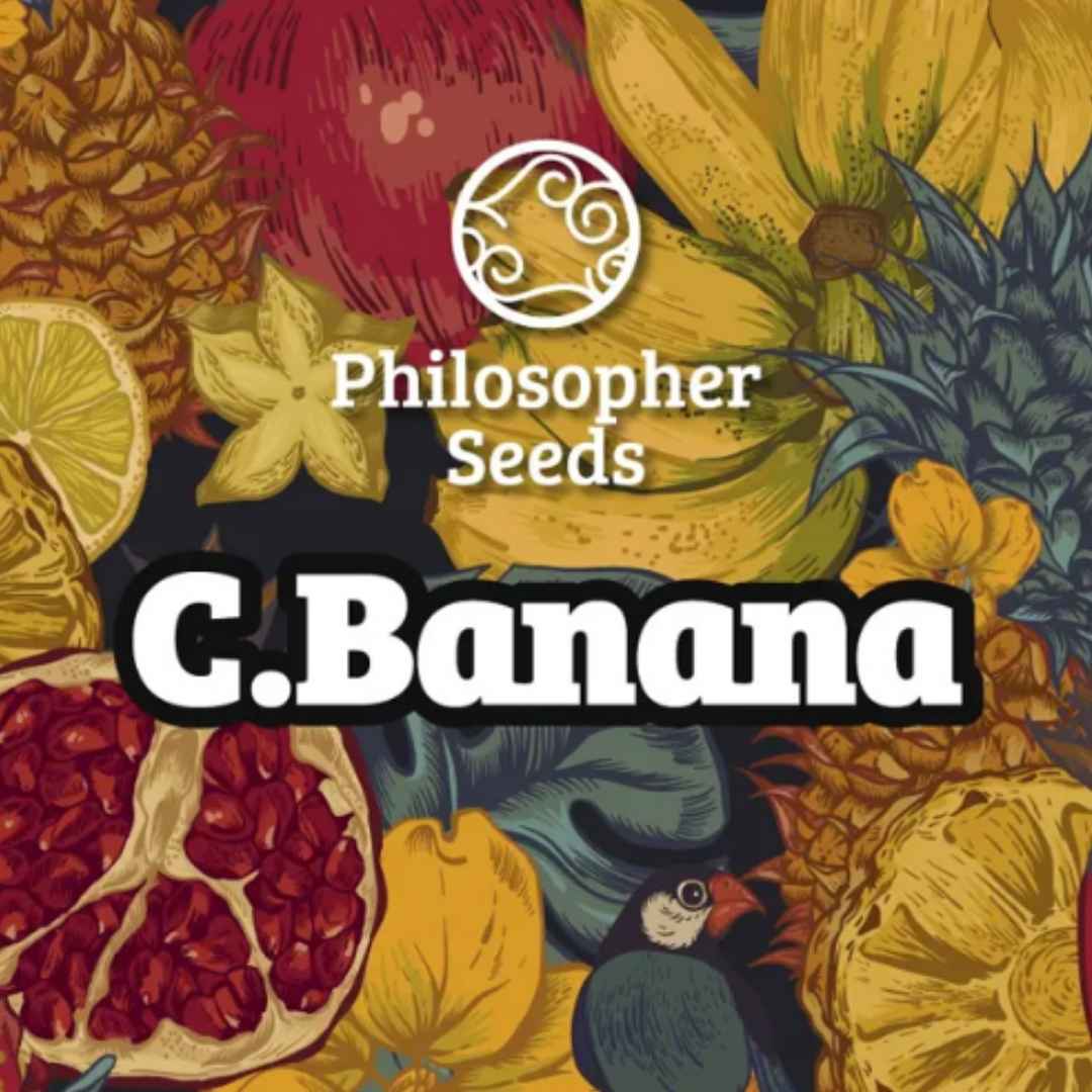 C.Banana Schriftzug mit Philosopher Seeds Logo und Illustration von Banane, Ananas und Granatapfel