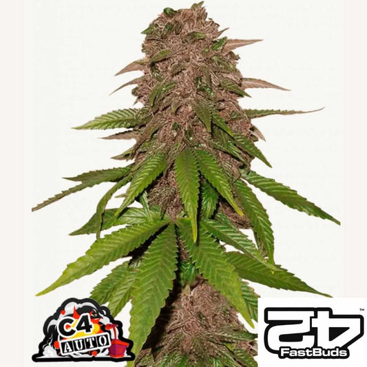 C4 Auto mit dichten lila Buds und grünen Blättern in kompakter Struktur