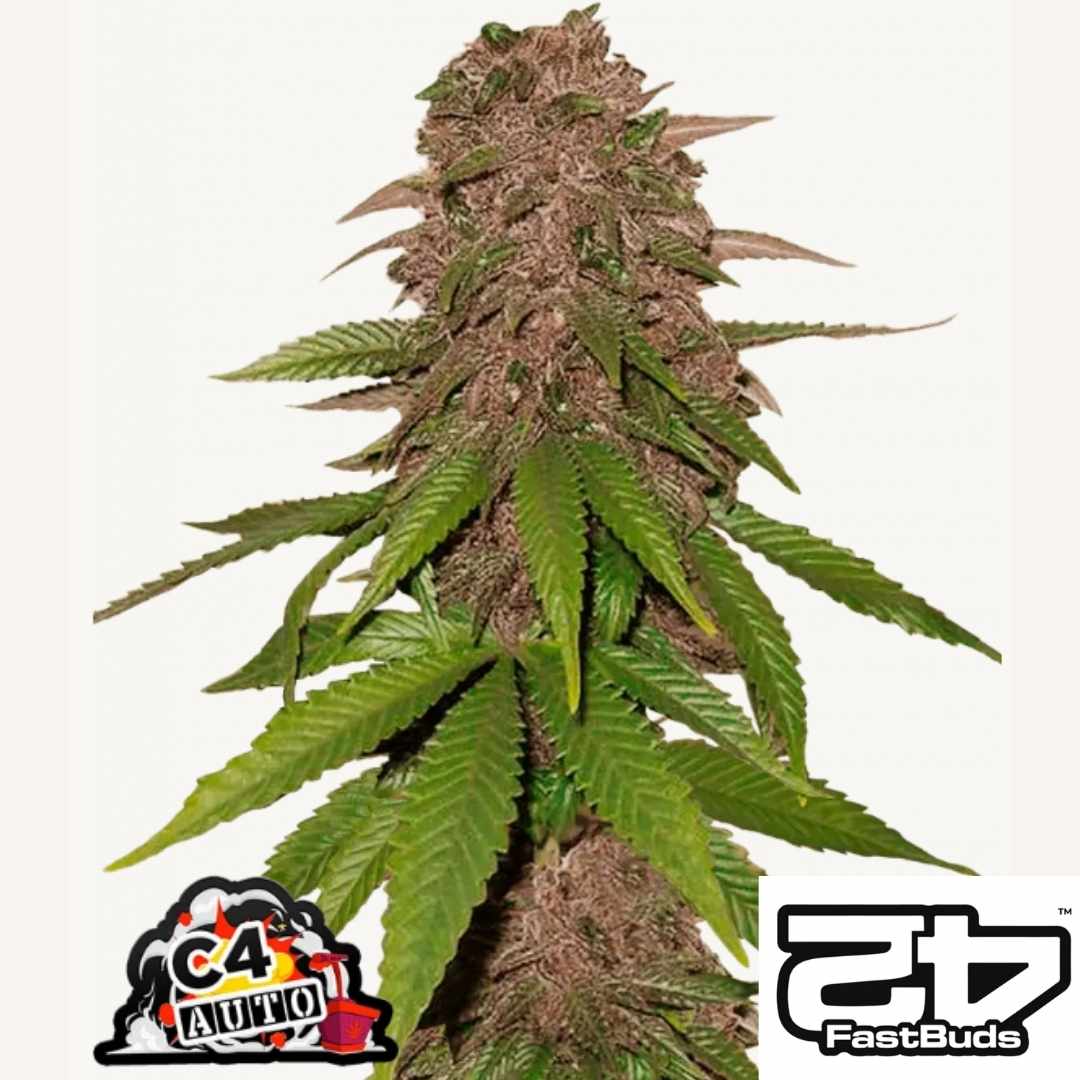 C4 Auto mit dichten lila Buds und grünen Blättern in kompakter Struktur
