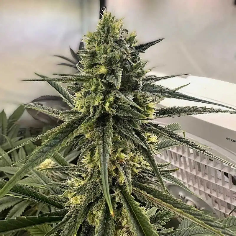 C99 Female Seeds Cannabisblüte mit dichten, harzigen Buds und hellen Pistillen