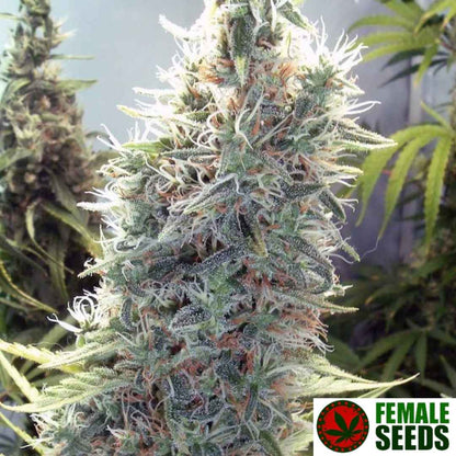 C99 Blüte mit dichten, harzigen Buds und weißen Pistillen, stark mit Trichomen überzogen