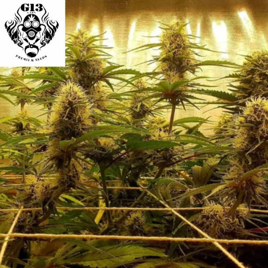 C99 Cannabispflanzen im Indoor-Grow mit dichten, harzigen Blüten und SCROG-Netz während der Blütephase