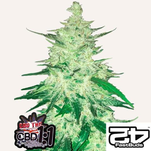 CBD Auto 1:1 Pflanze mit dichten, harzigen Buds und leuchtend grünen Blättern