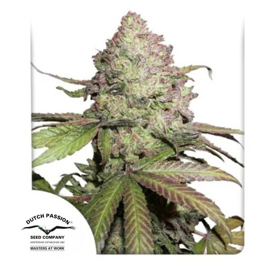 Dichte CBD Auto Charlotte's Angel Blüte mit violetten Akzenten und harzigen Kristallen