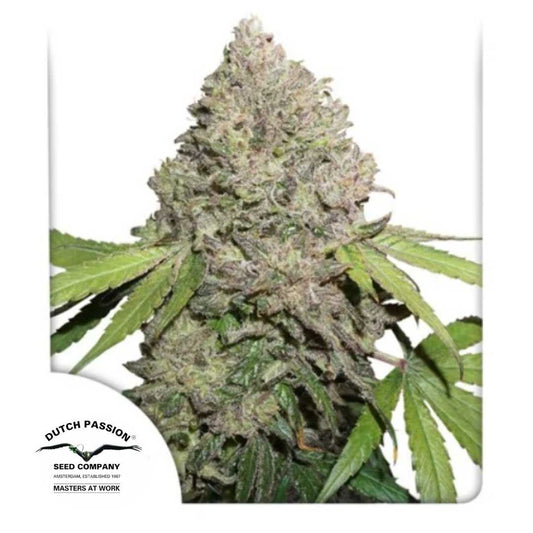 CBD Charlotte's Angel Bud mit dichten Blüten und Harzschicht von Dutch Passion