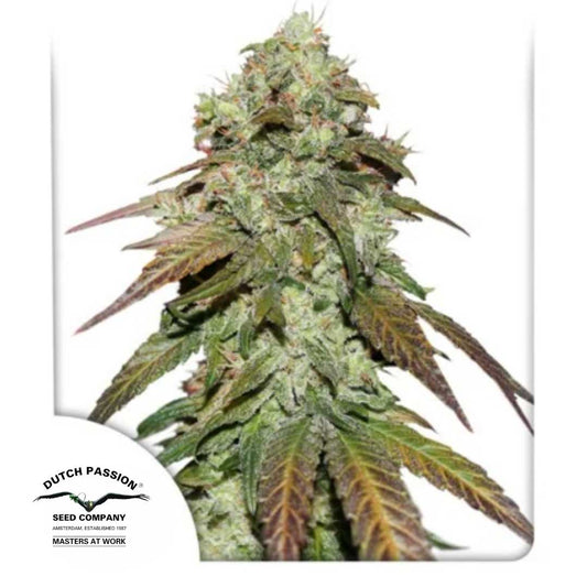 CBD Mazar Blüte mit harzigen Buds und grün-violetten Blättern von Dutch Passion