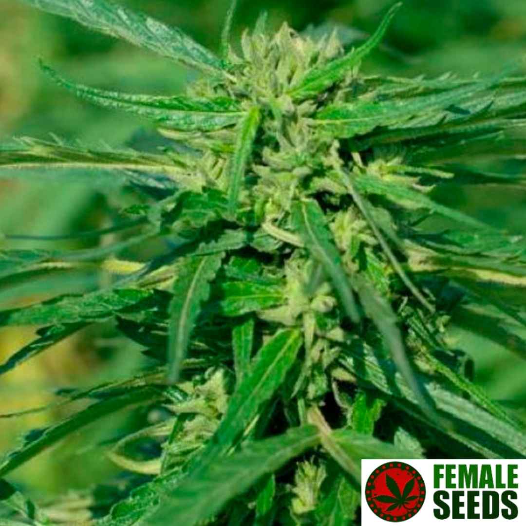 Blühende CBD Terra Italia Cannabispflanze mit kompakten Blütenständen und schmalen gezackten Blättern