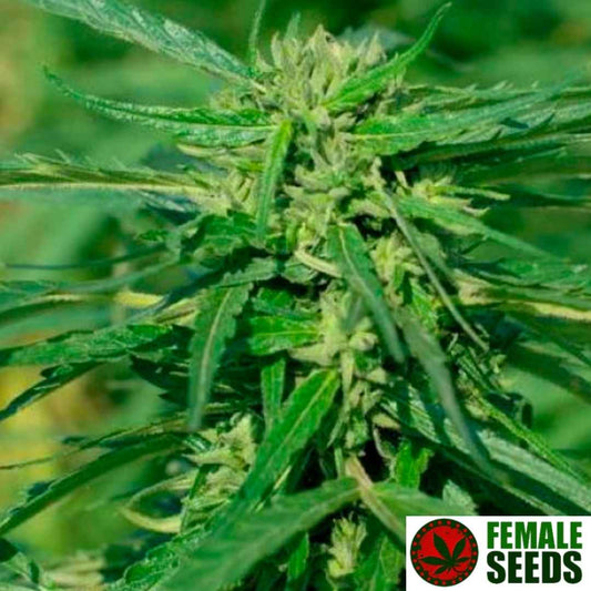 Blühende CBD Terra Italia Cannabispflanze mit kompakten Blütenständen und schmalen gezackten Blättern