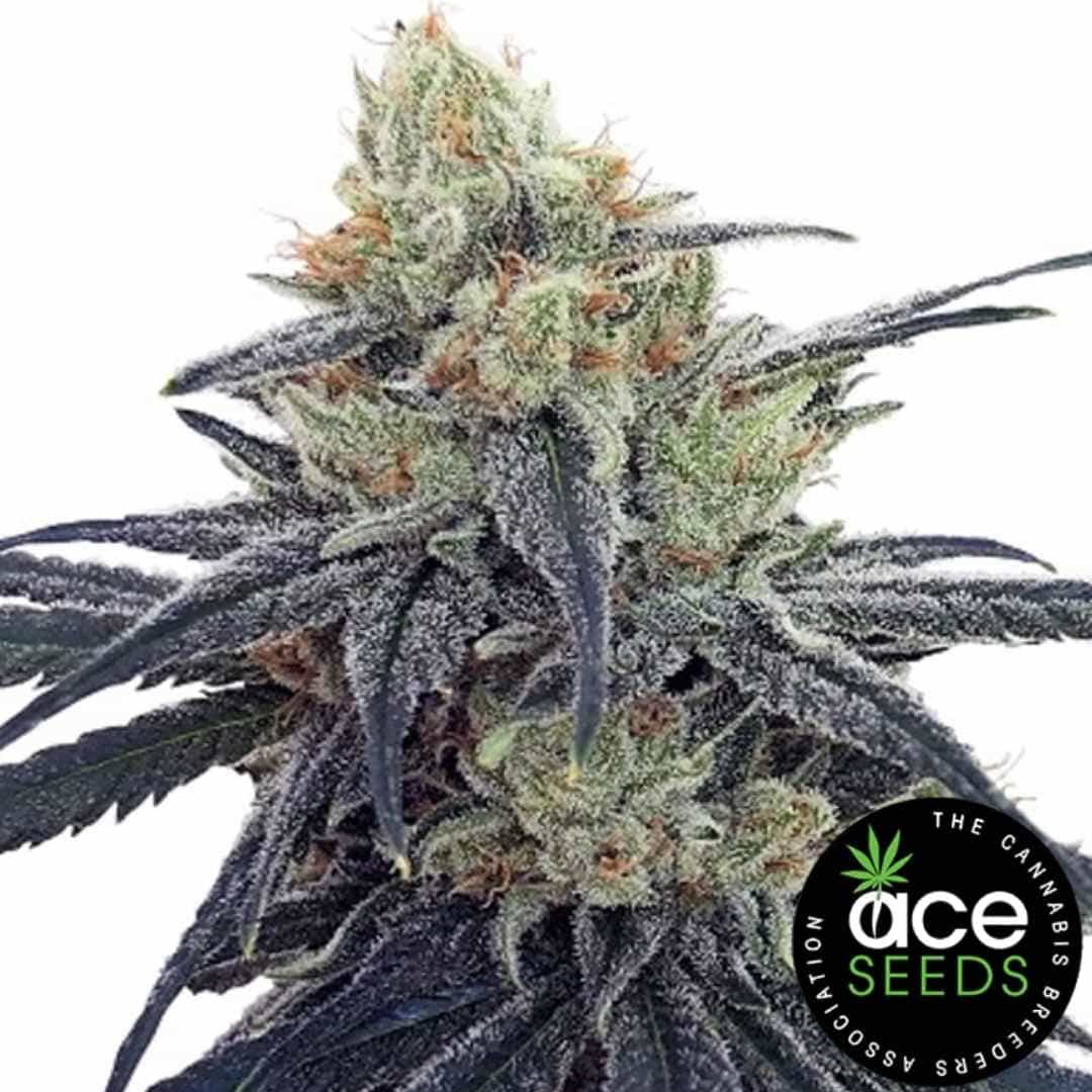 Harzige CBD #1 Blüte mit dichten Trichomen und orangefarbenen Blütenhaaren