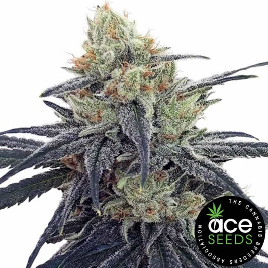 Harzige CBD #1 Blüte mit dichten Trichomen und orangefarbenen Blütenhaaren