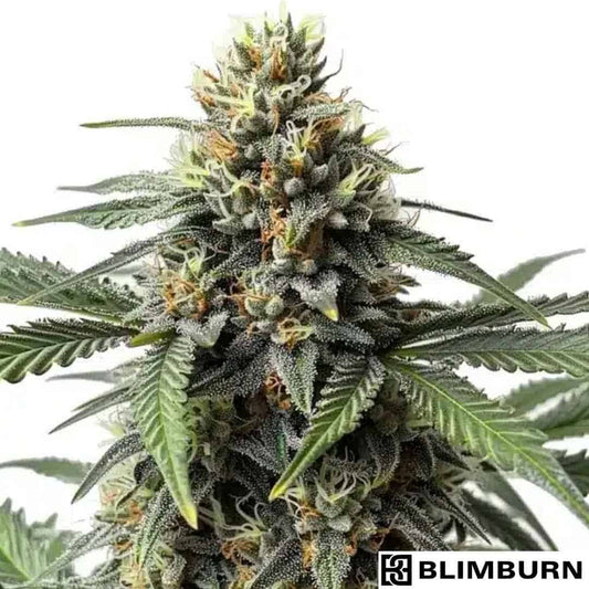 Harzige Cr + Cannabisblüte mit dichten Buds, orangefarbenen Stempeln und starkem Trichombesatz