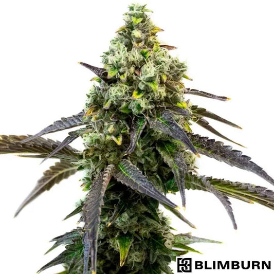 Cafe Racer Blüte mit dichten, harzigen Buds und dunklen Blättern, reich an Trichomen