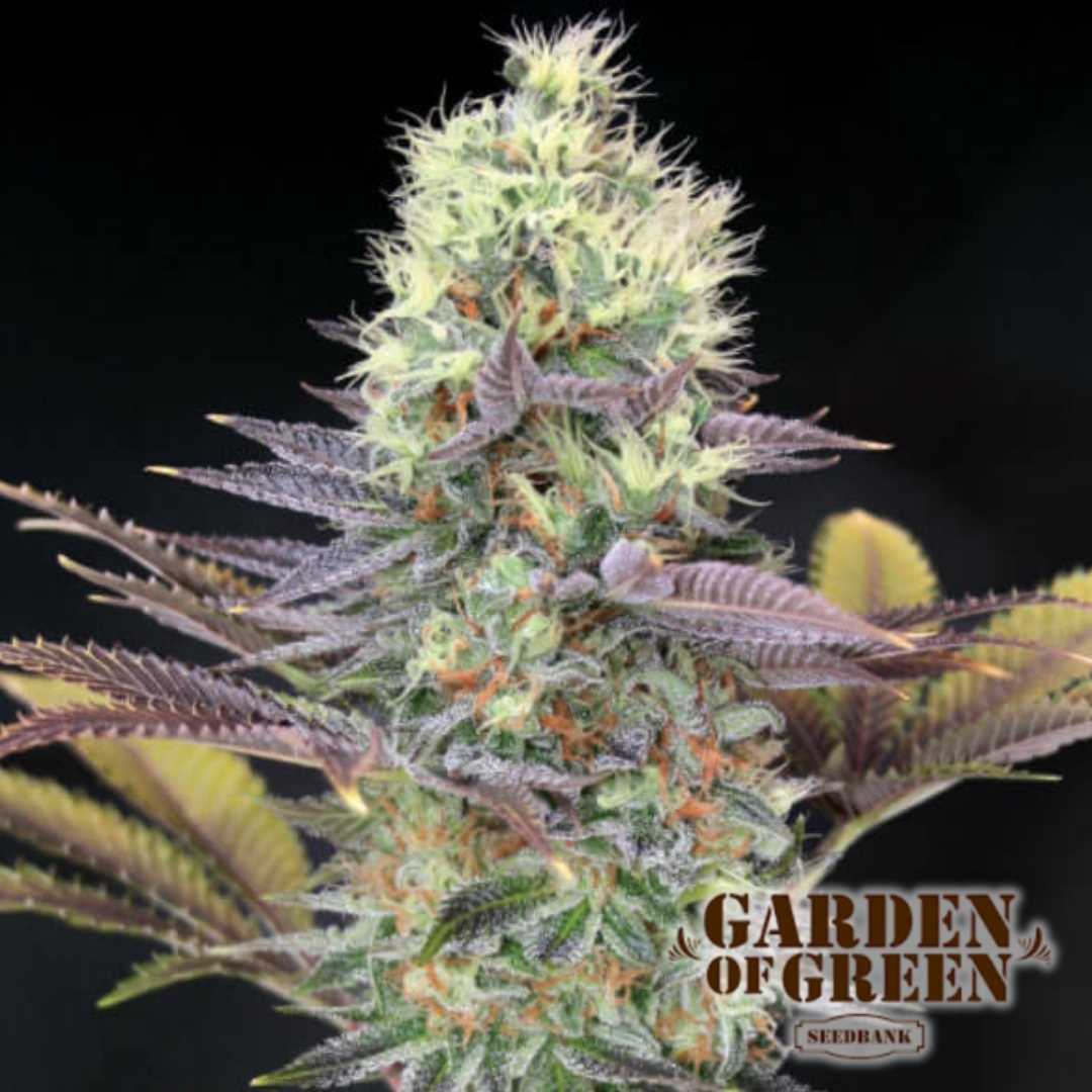 Cali Bay Dream Bud mit dichten, frostigen Trichomen und violetten Akzenten