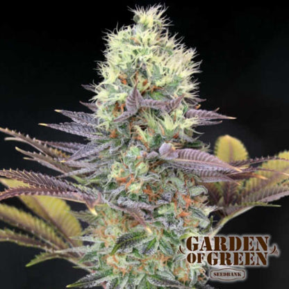 Cali Bay Dream Bud mit dichten, frostigen Trichomen und violetten Akzenten