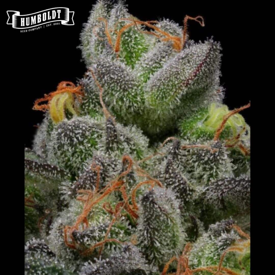 California Cream Cannabisblüte mit frostigen Trichomen und orangefarbenen Blütenfäden