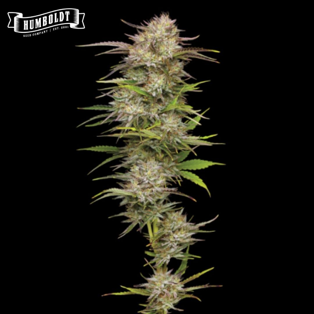 California Haze Blüte mit dichten, harzigen Buds und schmalen grünen Blättern