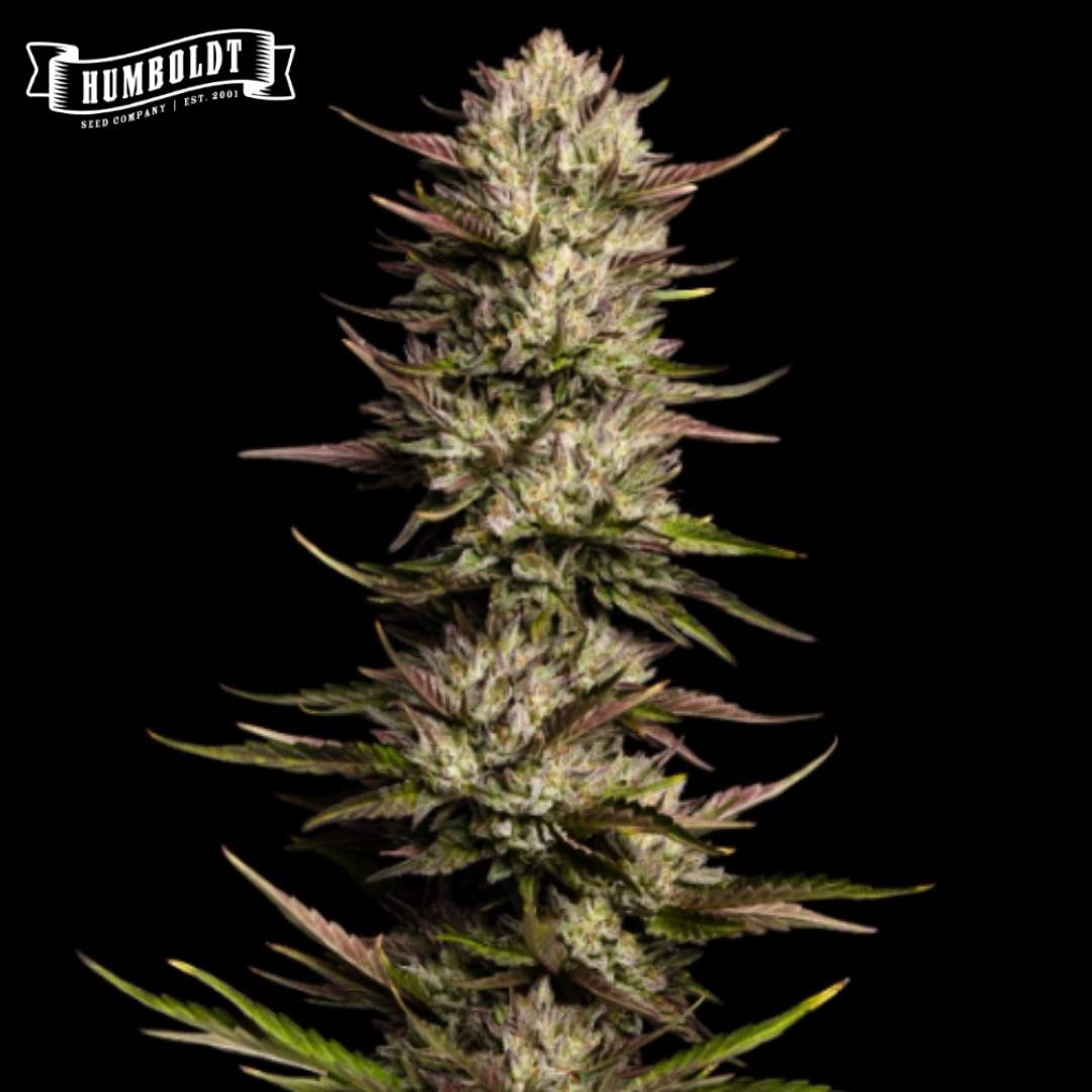 California Octane Blüte mit dichten Trichomen und violett-grünen Zuckerblättern
