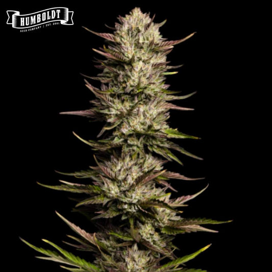 California Octane Blüte mit dichten Trichomen und violett-grünen Zuckerblättern