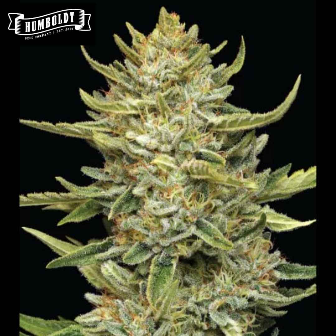 California Sour Diesel Blüte mit harzigen Kelchen, grünen Zuckerblättern und orangefarbenen Stigmen