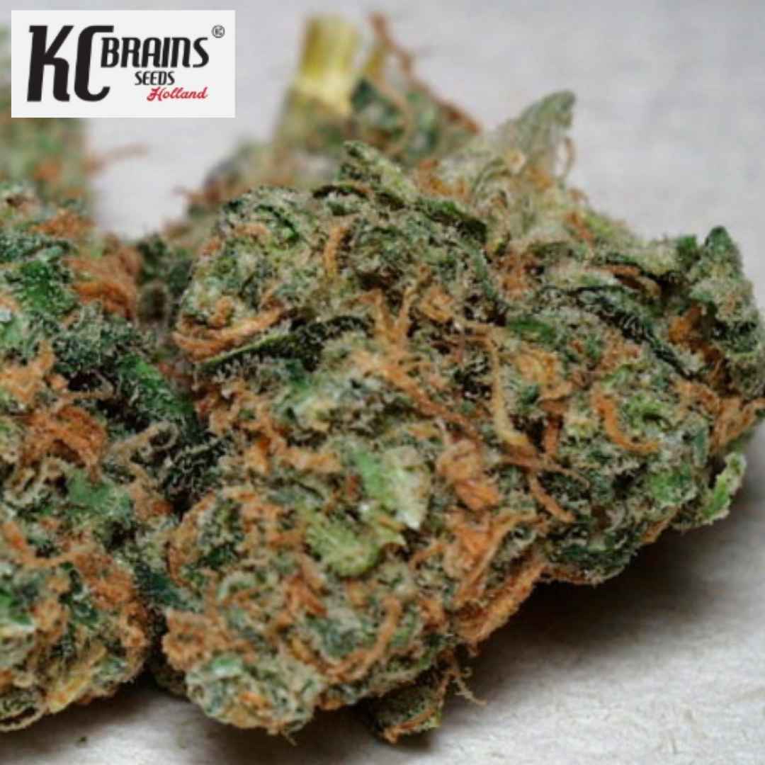 California Special Cannabisblüte mit kompakten grünen Buds und orangefarbenen Härchen