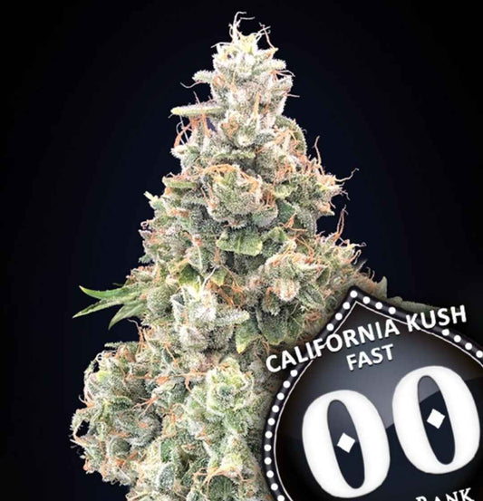 Kompakte, harzige Blüte der Sorte California Kush fast mit dichten Trichomen und orangefarbenen Blütenstempeln.