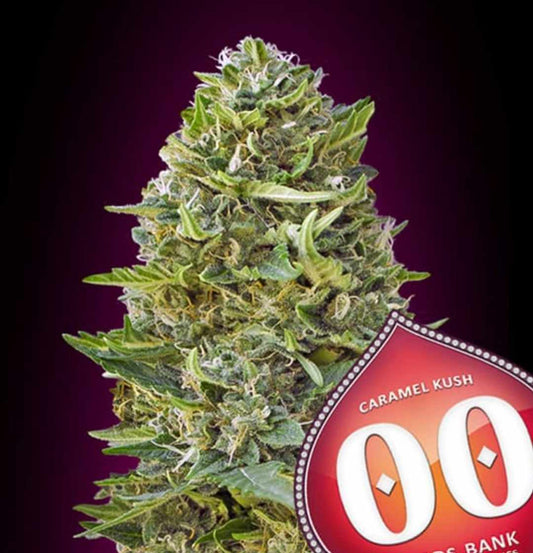 Nahaufnahme einer harzigen Caramel Kush Blüte mit dichten, grünen Blättern und sichtbaren weißen Trichomen.