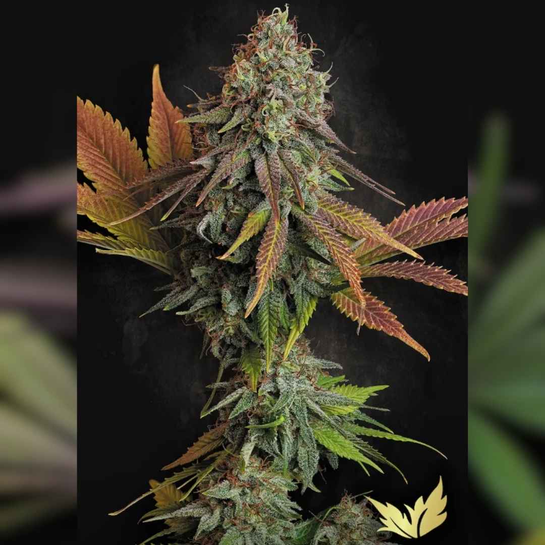 Dichte Californian Gold Blüte mit orangefarbenen Härchen und violettgrünen Zuckerblättern voller Trichome.