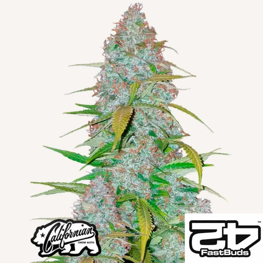 Californian Snow Auto mit dichten harzigen Buds, orangenen Härchen und frischen grünen Blättern