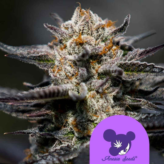 Dichte Calypso Sunrocks Blüte mit frostiger Harzschicht und leuchtend orangen Blütenhaaren.