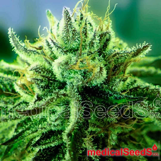 Harzige Cannabisblüte von Canadian Kush 2.0 mit dichter Struktur, grünen Kelchen und vielen Trichomen