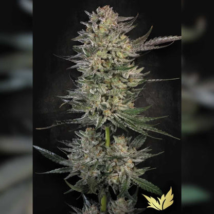 Candy Breath Pflanze mit dichten, frostig glitzernden Buds und orangefarbenen Blütenhaaren.