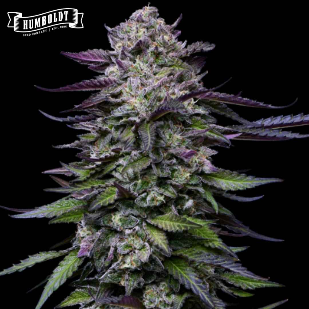Candy Hustle Cannabisblüte mit dichtem Harzbesatz und violett-grünen Zuckerblättern