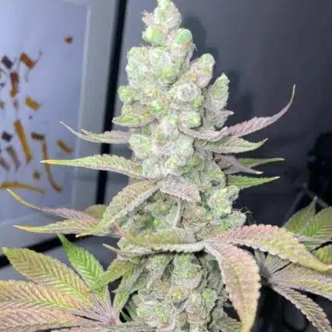 Candy Lime von ZmoothieZ mit dichter, stark harziger Cannabisblüte und hellen Zuckerblättern.
