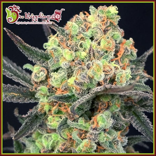 Kristallbedeckte Candy Mintz Bud mit grünen Blüten, orangefarbenen Fäden und dunklen Zuckerblättern vor schwarzem Hintergrund.